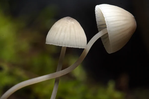 Cogumelos de toadstool no musgo — Fotografia de Stock