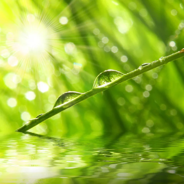 Rosée matinale fraîche sur herbe printanière, fond naturel — Photo