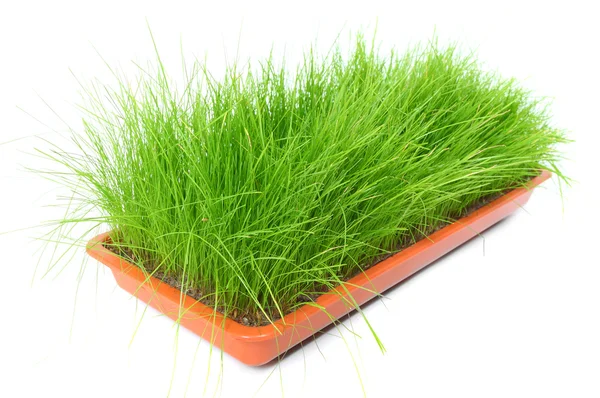 Fresh chives growing from pot. Tasty food ingredient. — Stock Photo, Image
