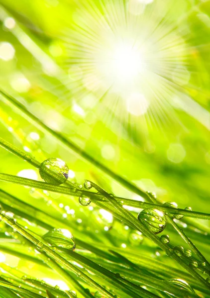 Rocío fresco de la mañana sobre hierba de primavera, fondo natural — Foto de Stock