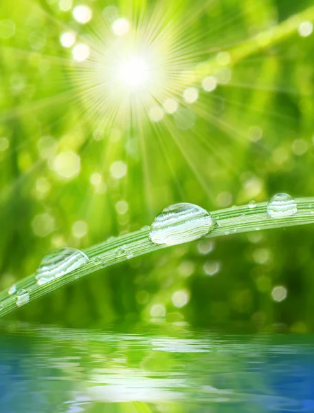 Verse ochtenddauw op lente gras, natuurlijke achtergrond — Stockfoto