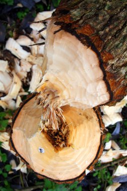 Willowtree taken down by beaver on a bank