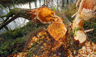 Willowtree taken down by beaver on a bank