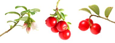Cranberries collection clipart