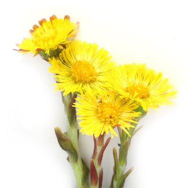 Coltsfoot (Tussilago farfara) clipart