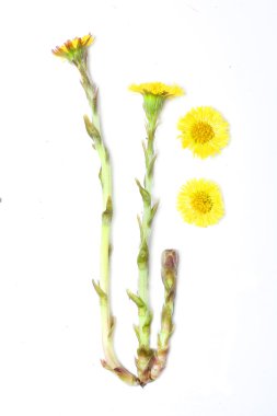Coltsfoot