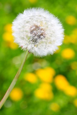 karahindiba çayır üzerinde