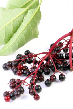 Sambucus nigra - yaşlı