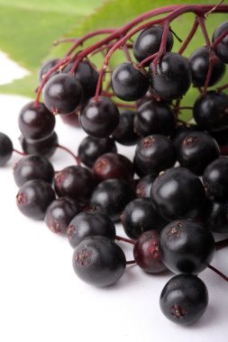 Sambucus nigra - yaşlı