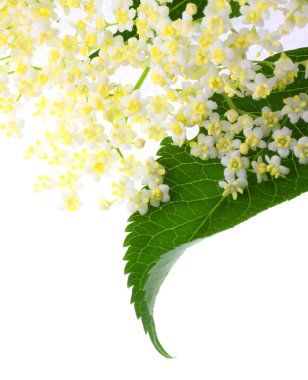 Sambucus nigra - yaşlı