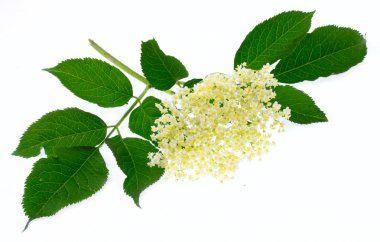 Sambucus nigra - yaşlı