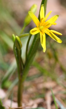 gagea lutea bahar çiçek.