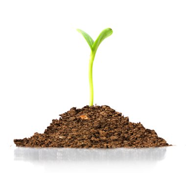 bir toprakta büyüyen genç fide.