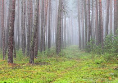 slavkovsky orman (slavkovsky les sisli sonbahar günü)