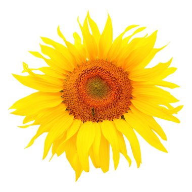 Ayçiçeği (Helianthus annuus)