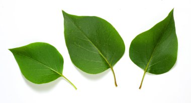 Syringa vulgaris