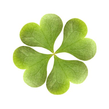 taze Mahallesi-folyo