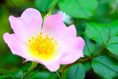 Rosa canina (köpek gül)