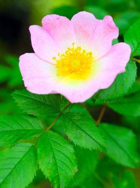 Rosa canina (köpek gül)