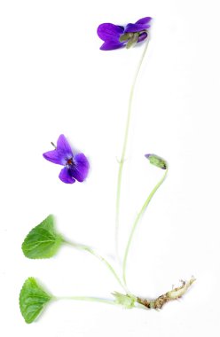 Viola odorata