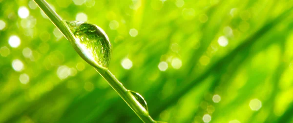 Fresh grass with dew drop close up — Stock Photo, Image