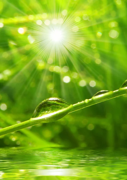 Fresh morning dew on a spring grass in early morning. — Stock Photo, Image