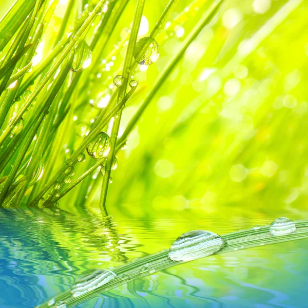 Verse ochtenddauw op een voorjaar gras in de vroege ochtend. — Stockfoto