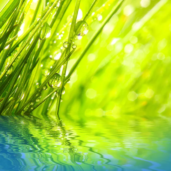 Verse ochtenddauw op een voorjaar gras in de vroege ochtend. — Stockfoto