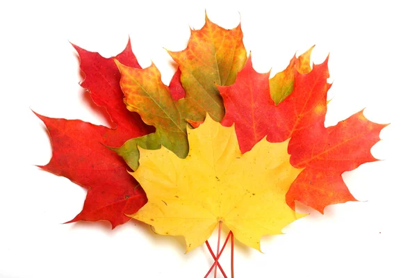 Autumn maple-leaf on a white background — Stock Photo, Image