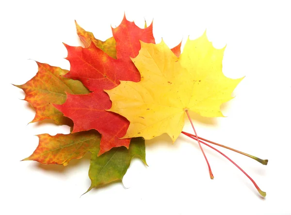 Hoja de arce de otoño sobre un fondo blanco —  Fotos de Stock