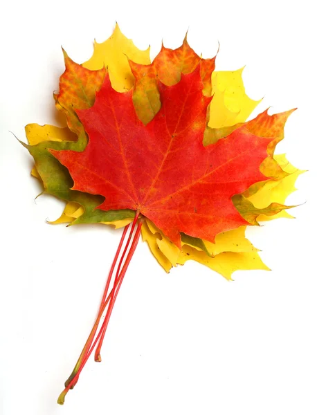 Autumn maple-leaf on a white background — Stock Photo, Image