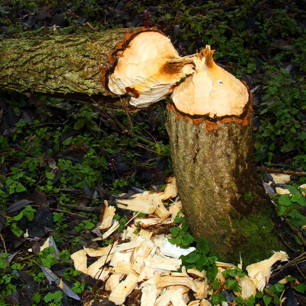 Willowtree taken down by beaver on a bank — Stok fotoğraf