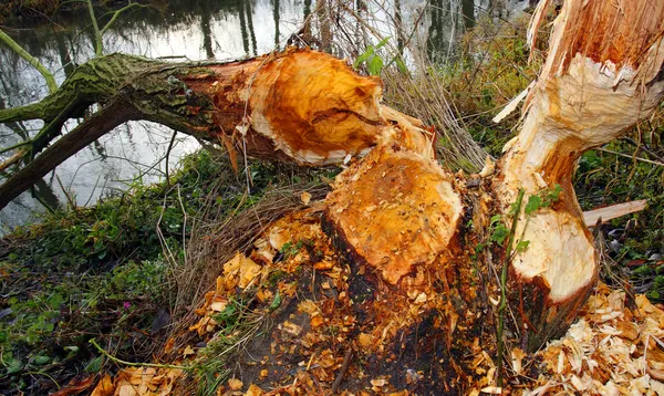 Willowtree taken down by beaver on a bank — Zdjęcie stockowe