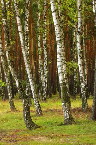 Forêt de bouleaux. Betula pendula — Photo