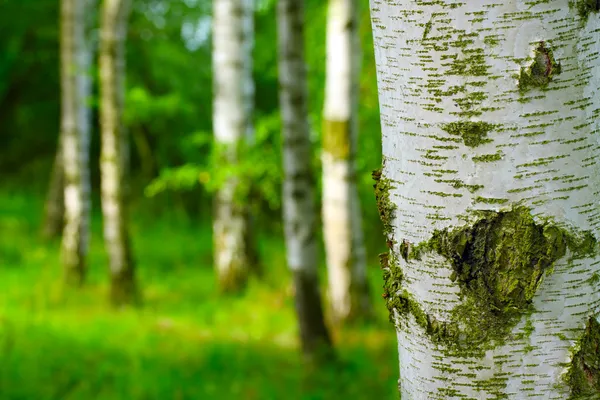 Březový les. Betula pendula — Stock fotografie