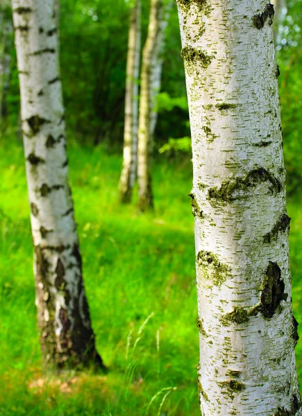 Forêt de bouleaux. Betula pendula — Photo
