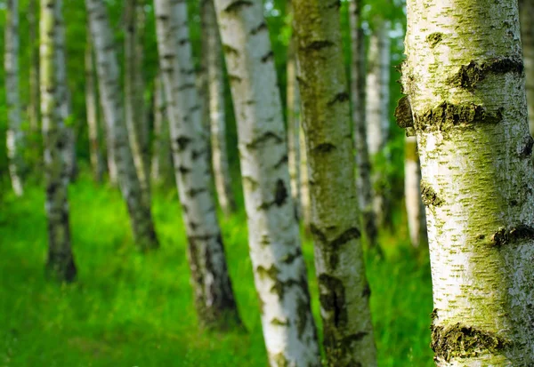 Björkskog. Betula pendula — Stockfoto