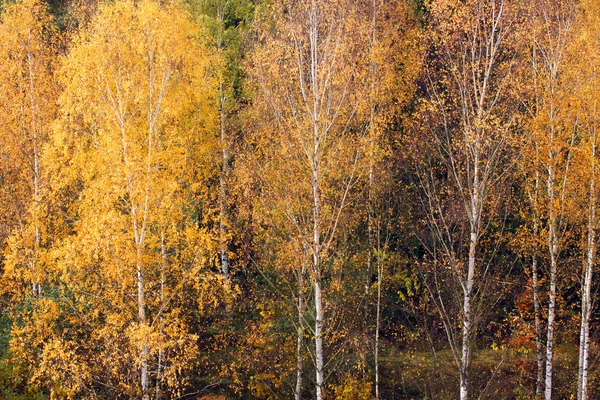 Forêt automnale — Photo