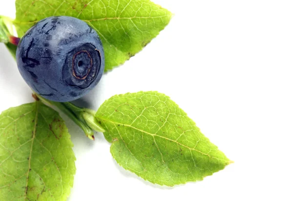 Blueberries — Stock Photo, Image