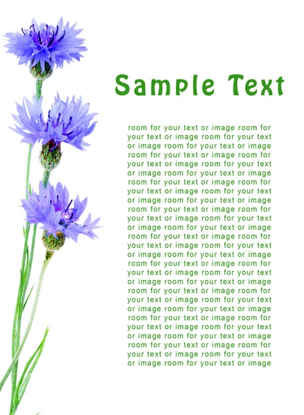 Blue cornflower — Stock Photo, Image