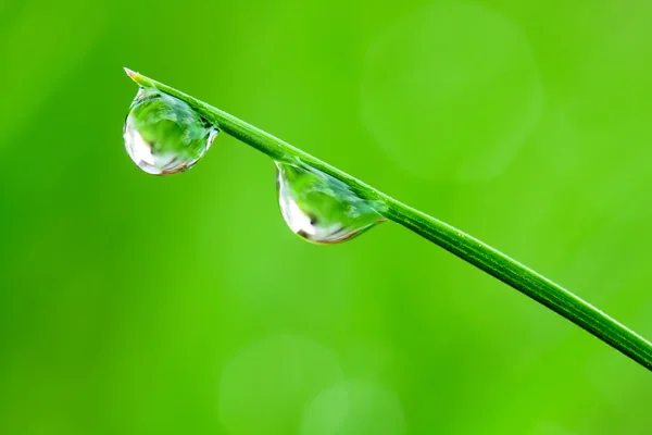 Fresh morning dew on a spring grass in early morning. — Stock Photo, Image