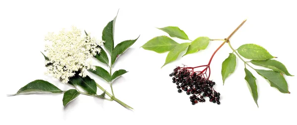 Sambucus nigra - Ældre - Stock-foto