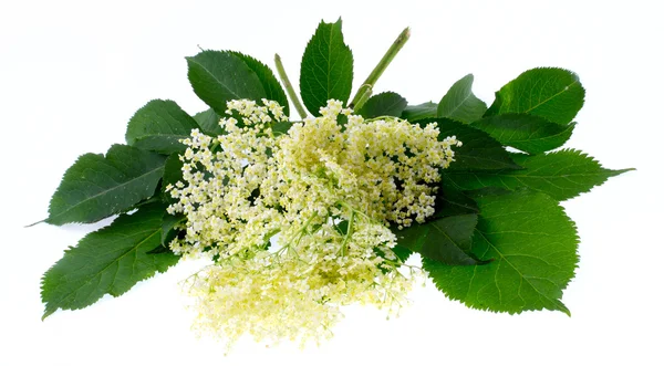 Sambucus nigra - yaşlı — Stok fotoğraf