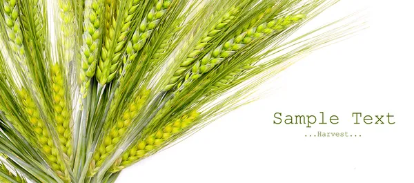 Grain and easy to remove the text — Stock Photo, Image