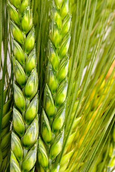 Maïs close-up — Stockfoto