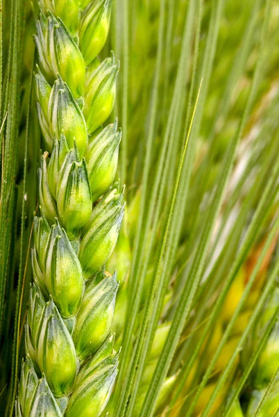 Mais aus nächster Nähe — Stockfoto
