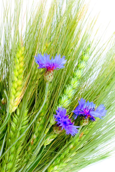 Grain and summer flowers. Isolated on white background. — Stock Photo, Image