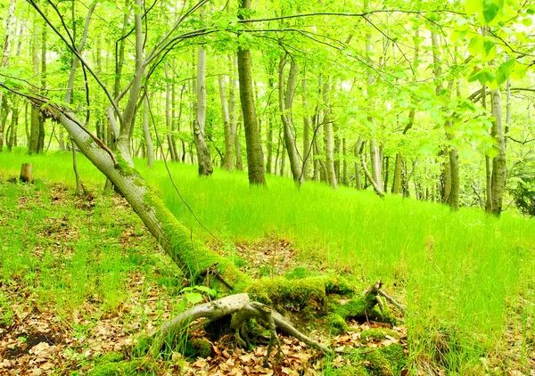 湖中绿鹅耳枥生长。绝美的风景在波希米亚森林. — 图库照片
