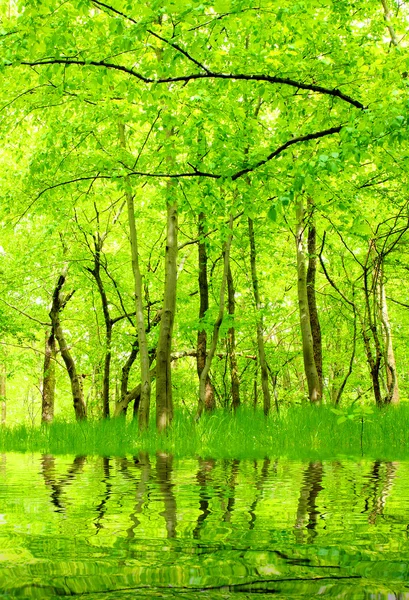 Sjön i gröna avenbok tillväxt. vacker natur i bohemian skog. — Stockfoto