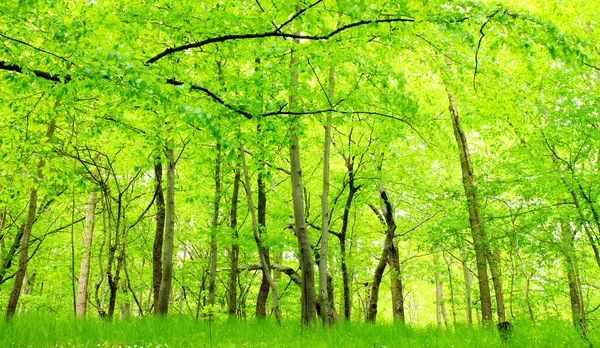 Lake in groene haagbeuk groei. prachtige landschap in Bohemer Woud. — Stockfoto